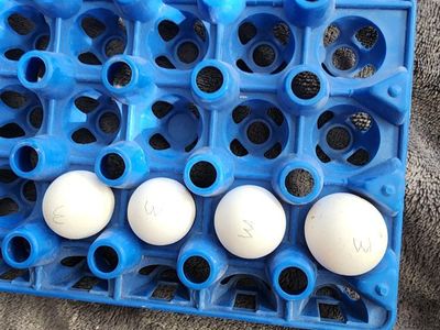 Eggs - Mexican Speckled Bob white