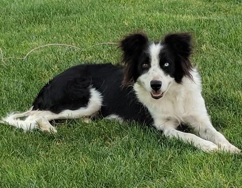 Border Collie (female)