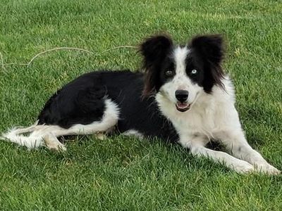 Border Collie (female)