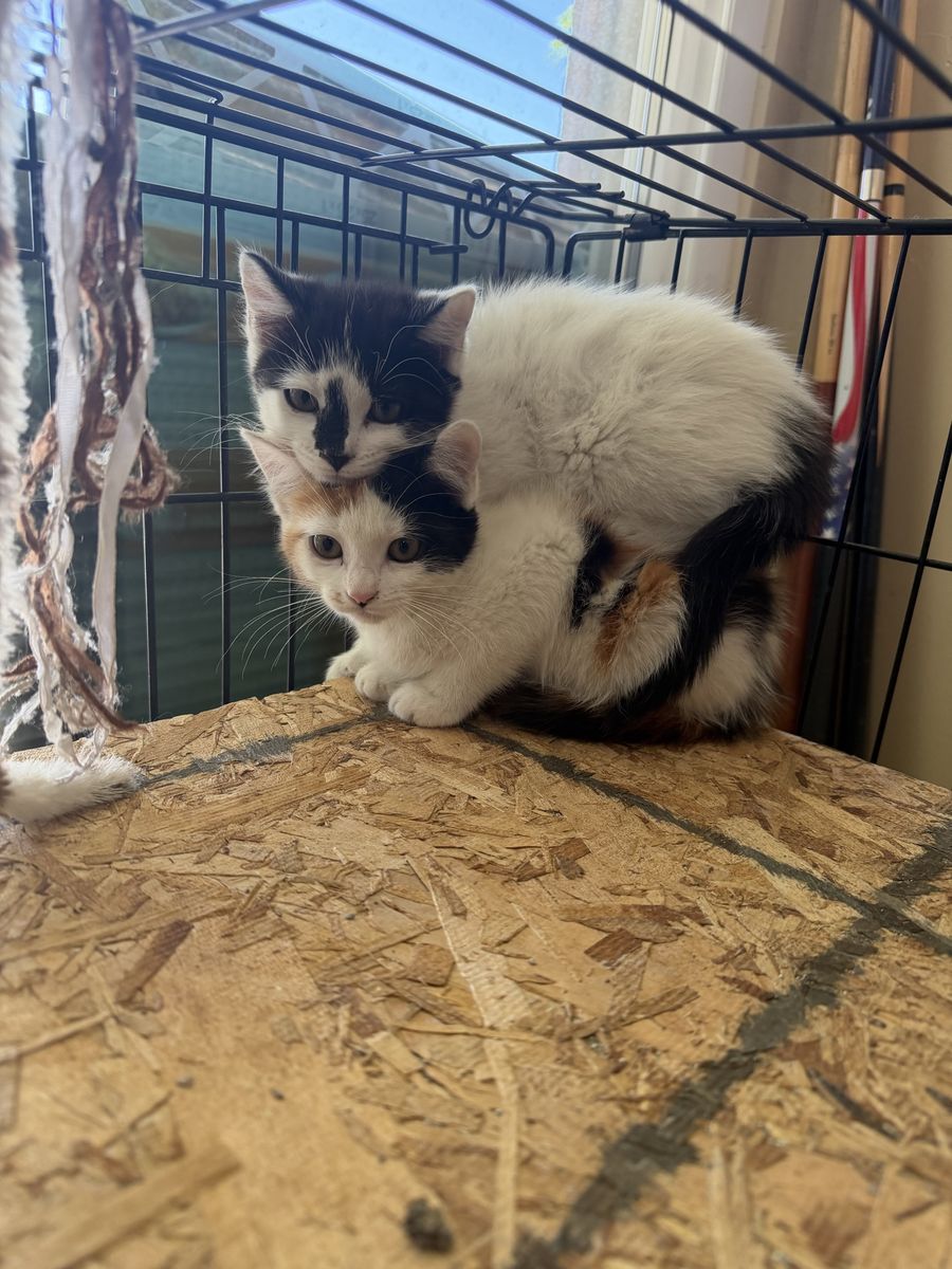 Adorable Calico and Black/White Kittens for Adoption