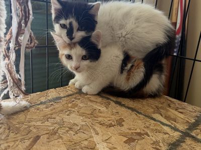 Adorable Calico and Black/White Kittens for Adoption