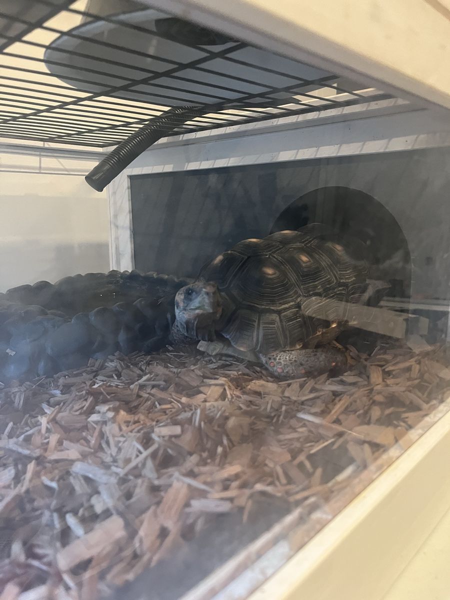 Red footed Tortoise + Enclosure Habitat with Lighting and Humidifier
