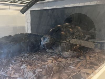 Red footed Tortoise + Enclosure Habitat with Lighting and Humidifier
