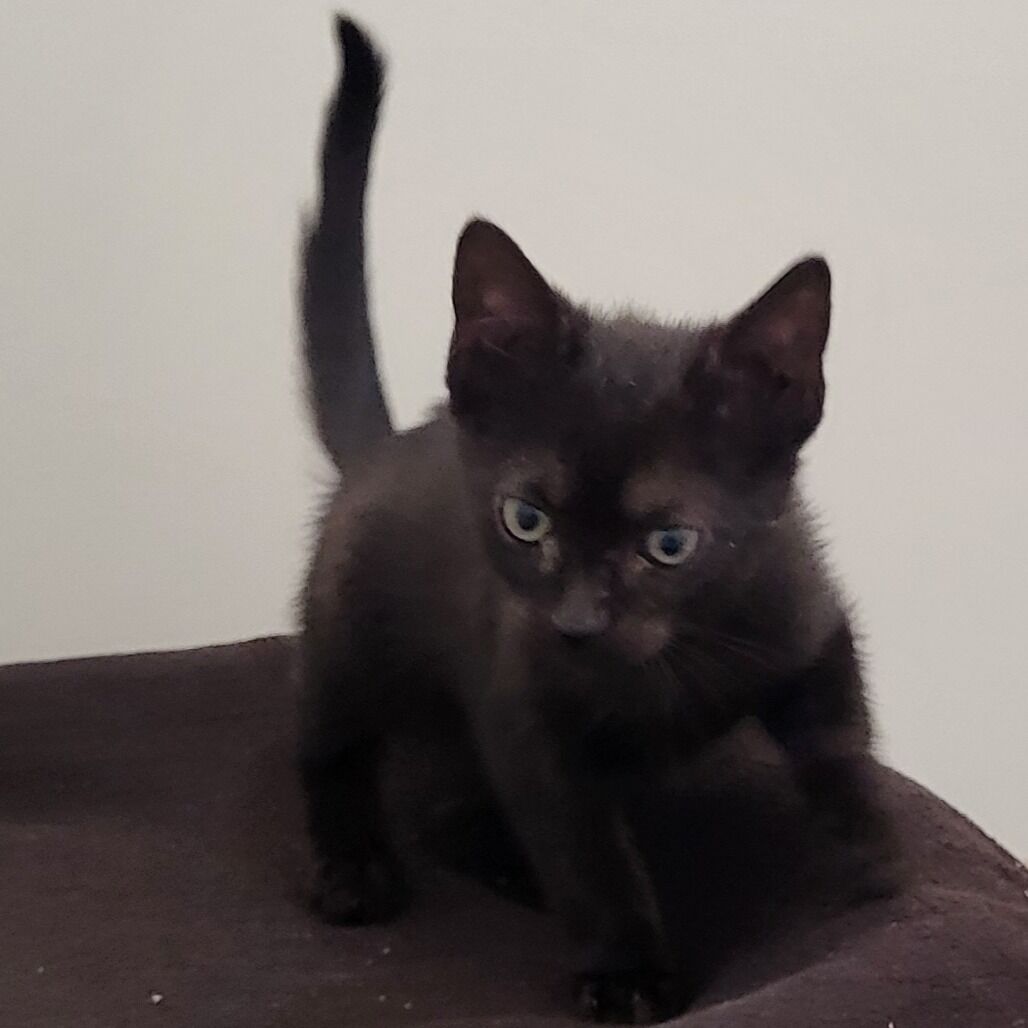 Hello my name is Forge