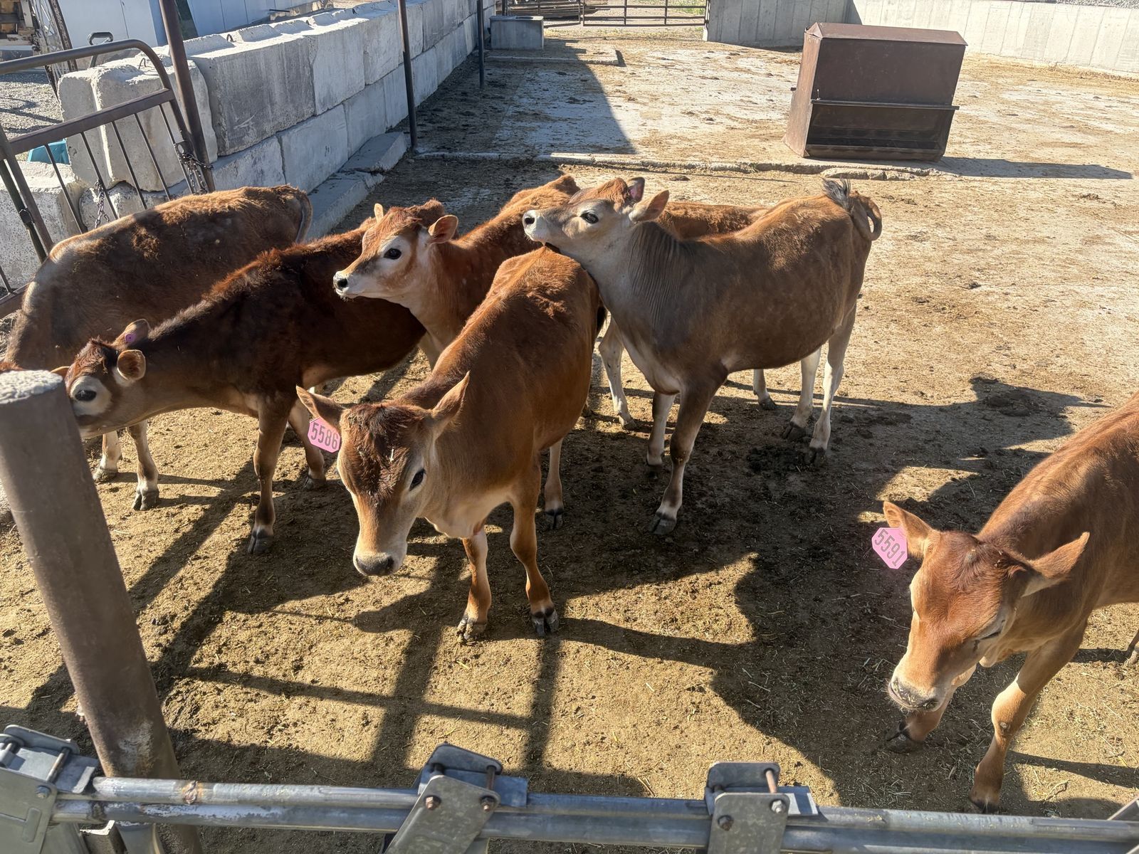 Jersey heifers
