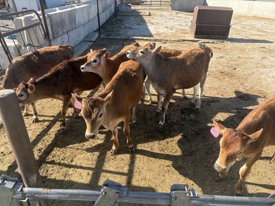 Jersey heifers