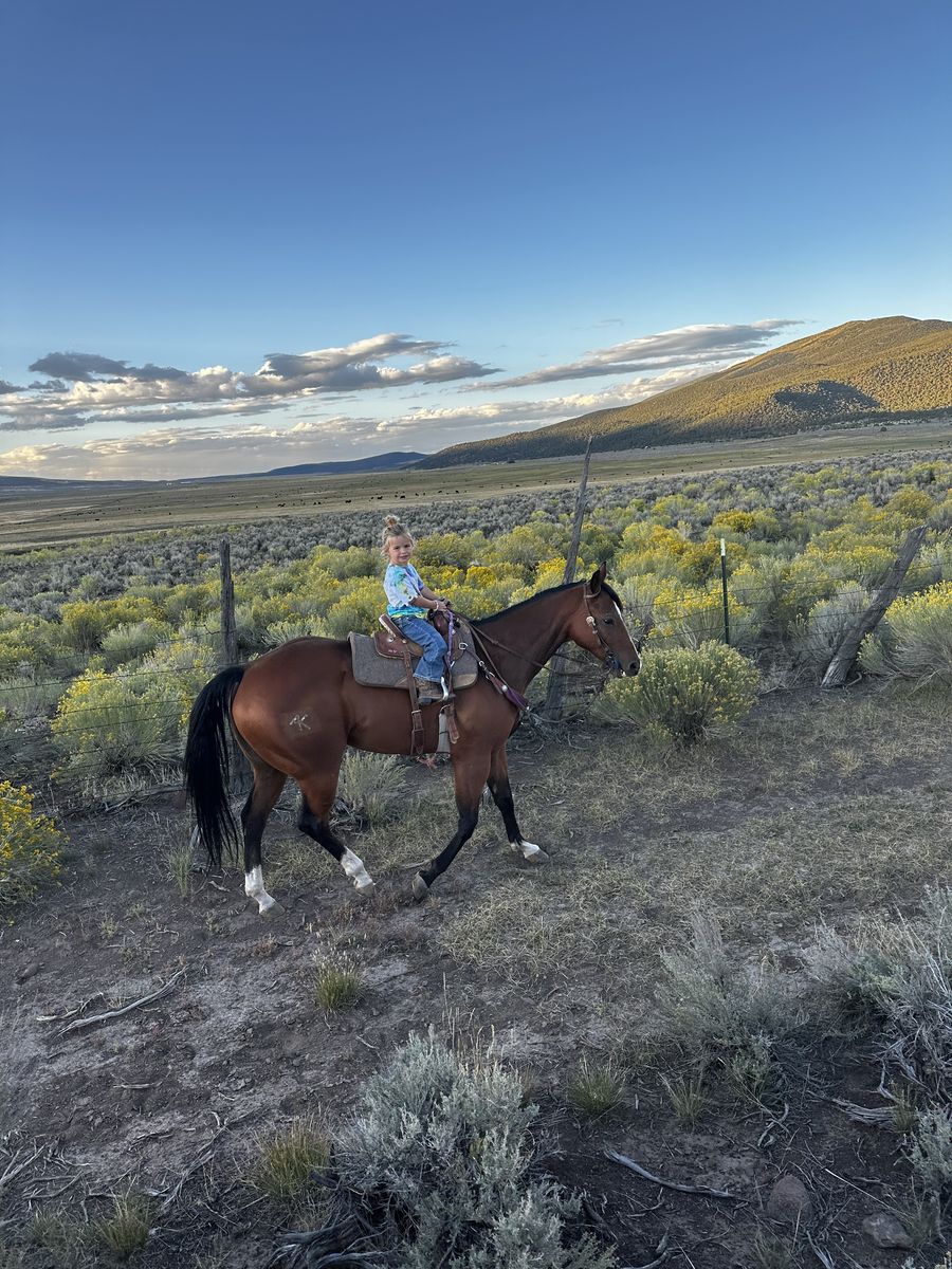 AQHA Gelding