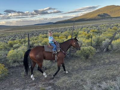AQHA Gelding