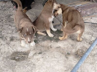 Husky mix puppies