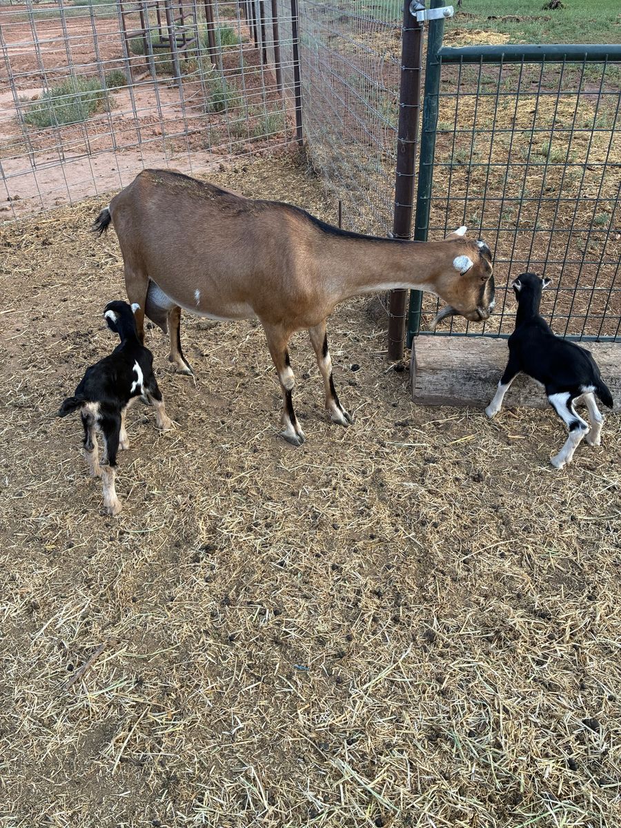 Lamancha doe with 2 kids