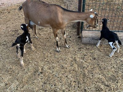 Lamancha doe with 2 kids