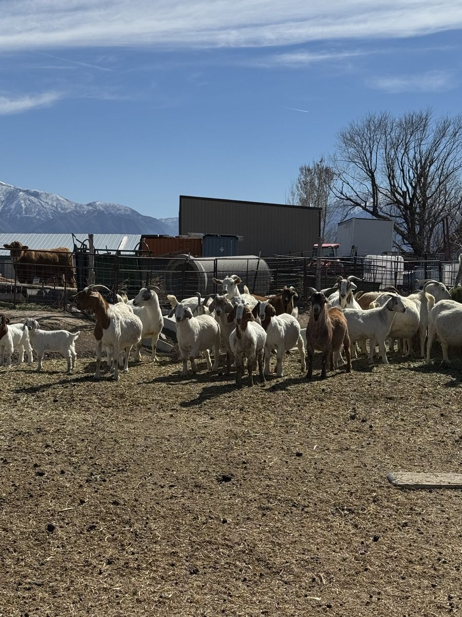Boer/Kiko Goats