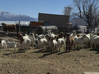 Boer/Kiko Goats