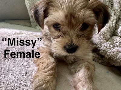 AKC Yorkie Pups - One Male Left!