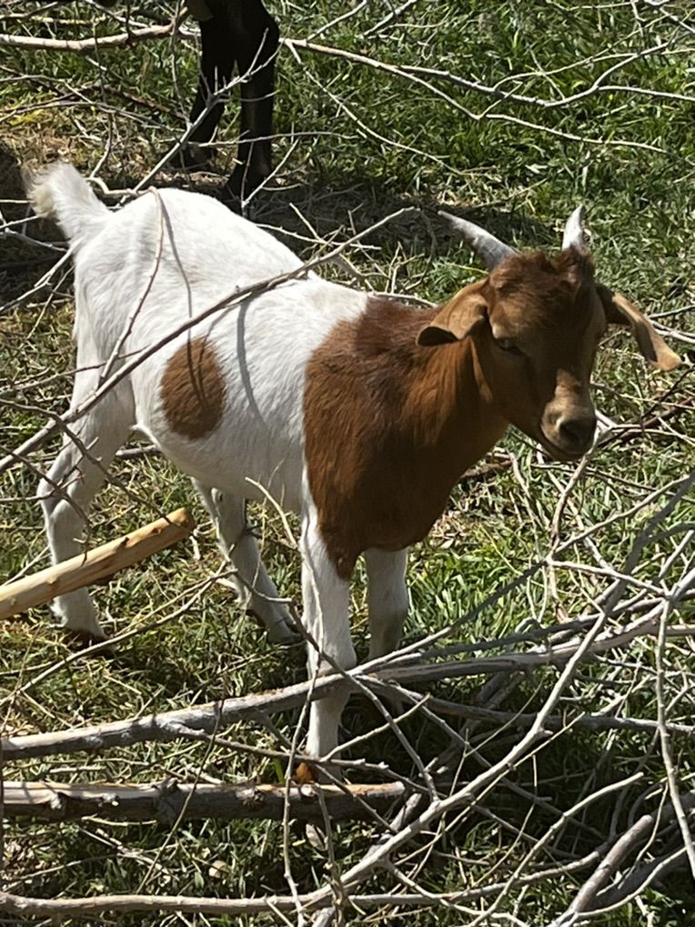 Livestock