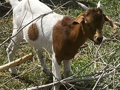 Livestock