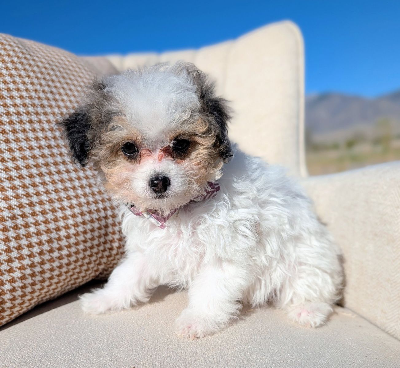 Merle Tri - Tiny Toy Labradoodle Girl, 4-7lbs
