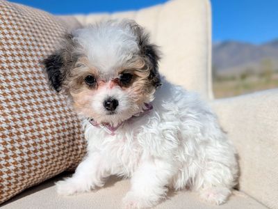 Merle Tri - Tiny Toy Labradoodle Girl, 4-7lbs