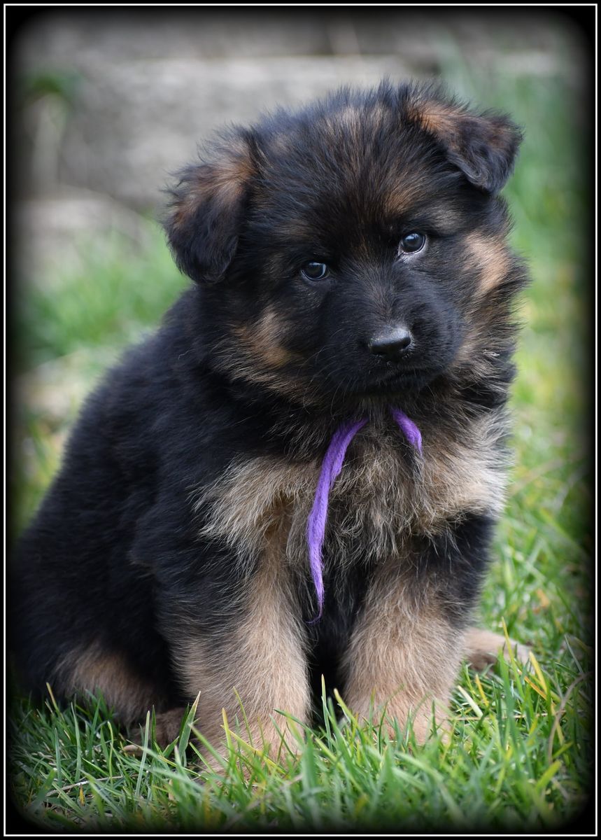 AKC Long Coat German Shepherd Puppies.