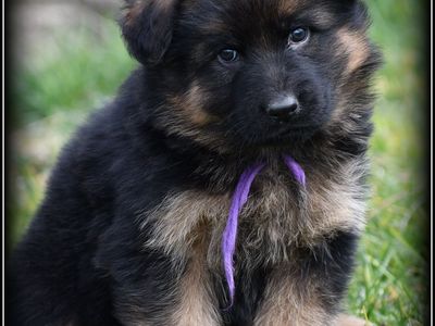 AKC Long Coat German Shepherd Puppies.