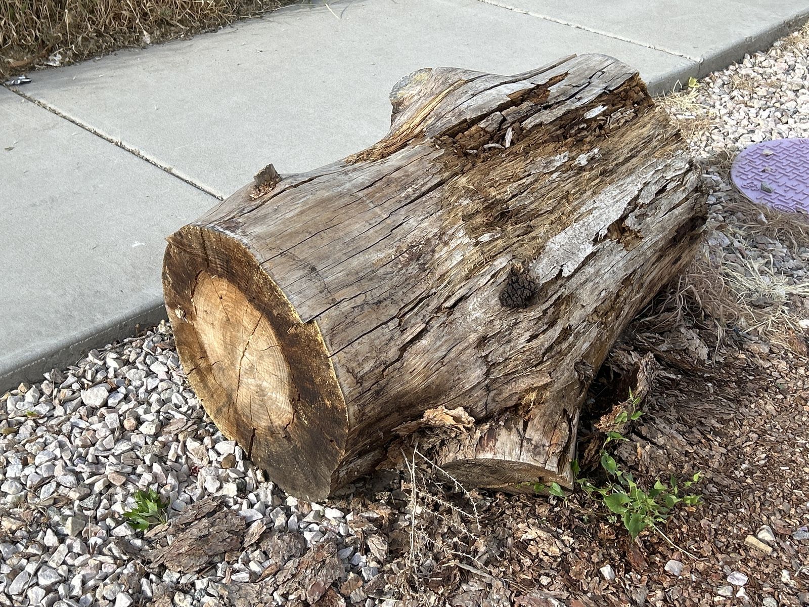Free Fire Wood - Pine Log