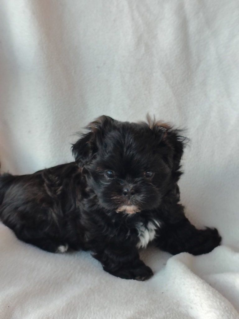 Shih-tzu pups for sale