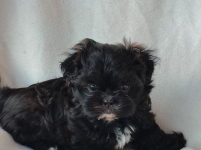Shih-tzu pups for sale