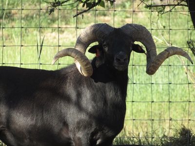 2026 ewe and ram lambs