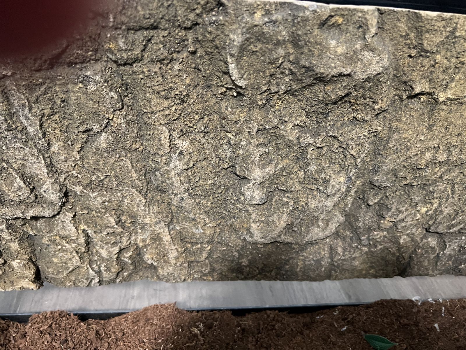 40 Gallon Breeder With Backround $30