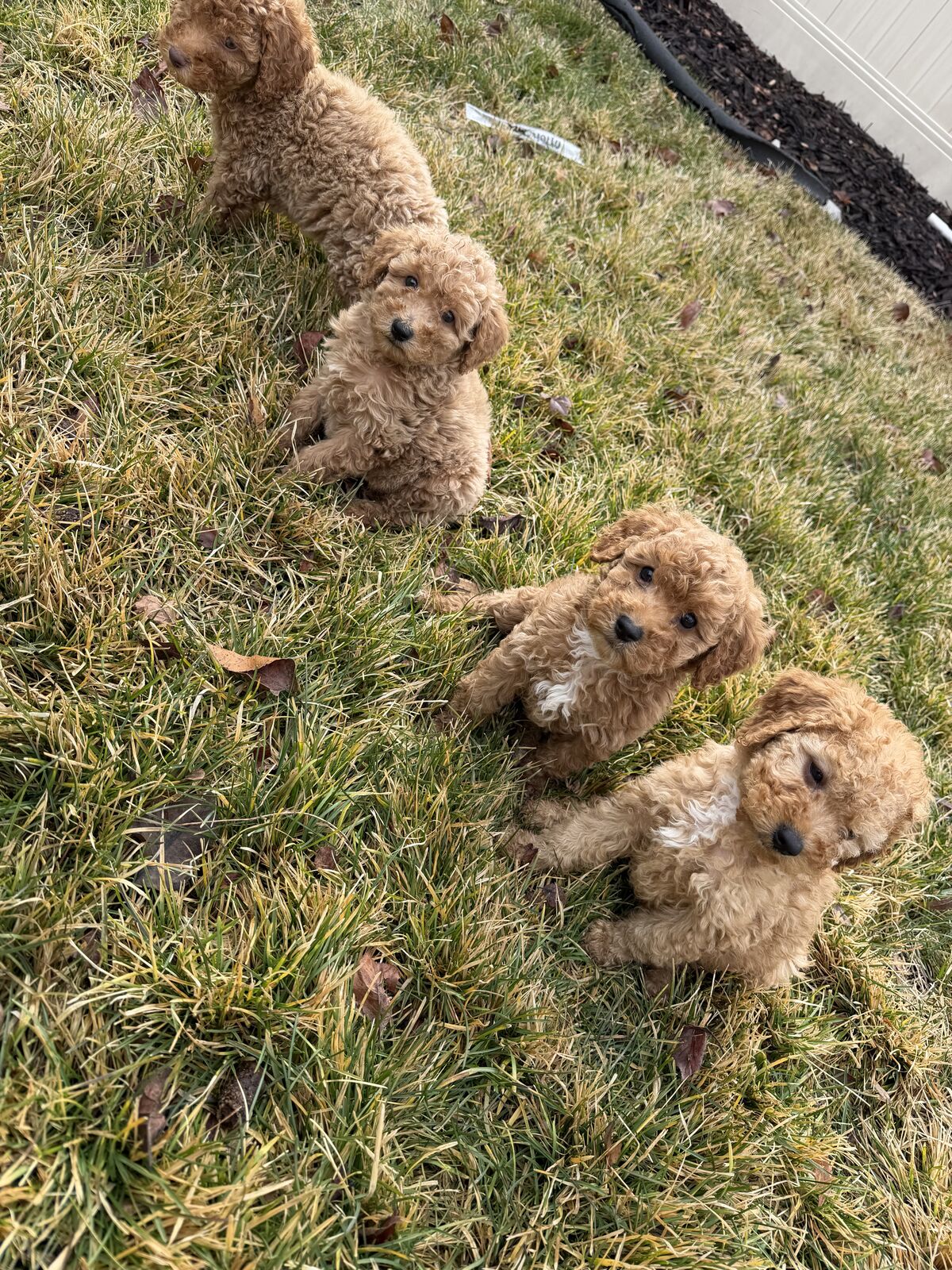 PRICE FOR TODAY ONLY - Purebred Deep Red Poodle Puppies - Hypoallergenic Mini Toy Non shedding