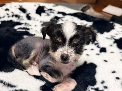 Hairy Hairless Chinese Crested