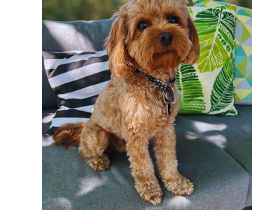 Tiny f1 Cavapoo Stud Fozzie 8.5 lbs!