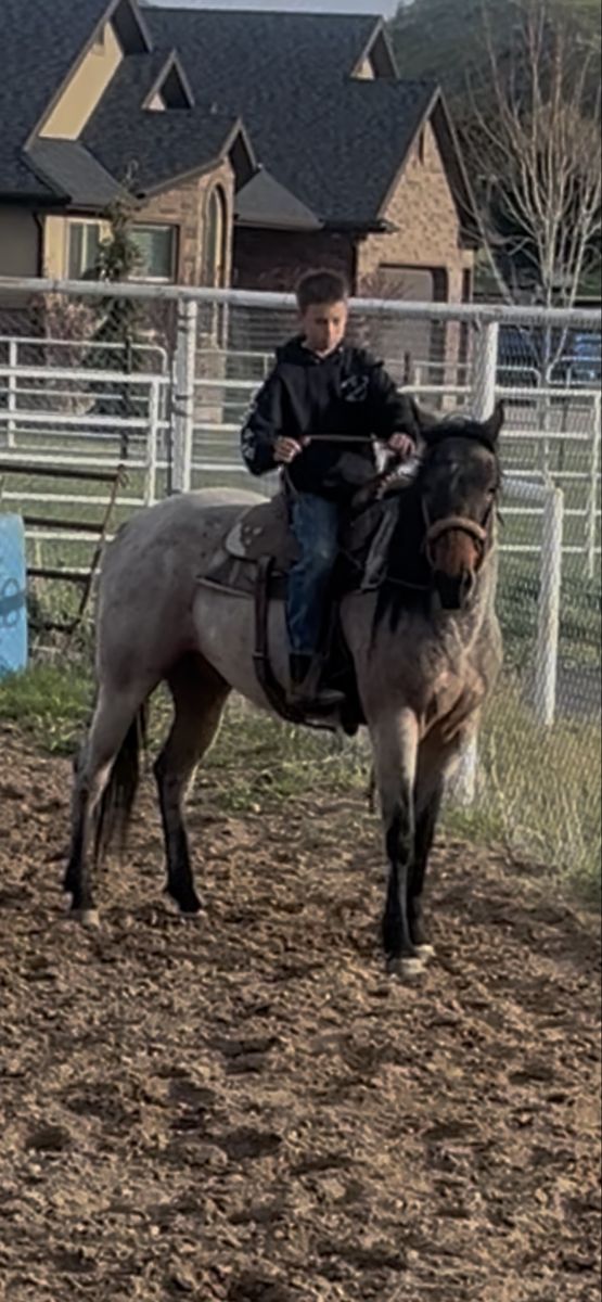 Smokey for sale!