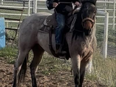 Smokey for sale!