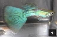 American Green Fancy Guppies