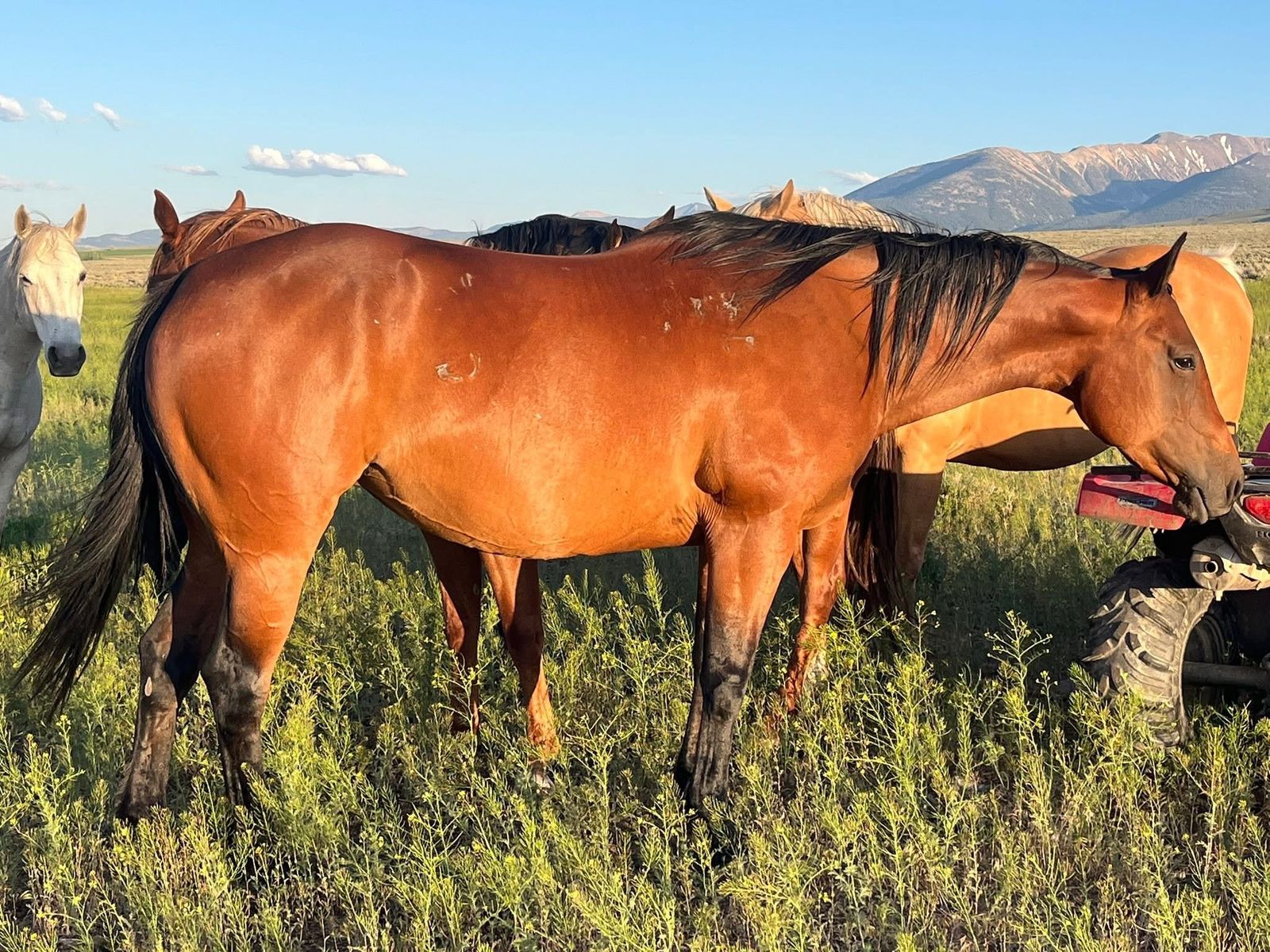 2016 bay AQHA broodmare by PC Boonlacious