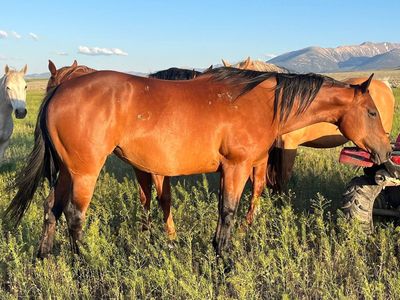 2016 bay AQHA broodmare by PC Boonlacious