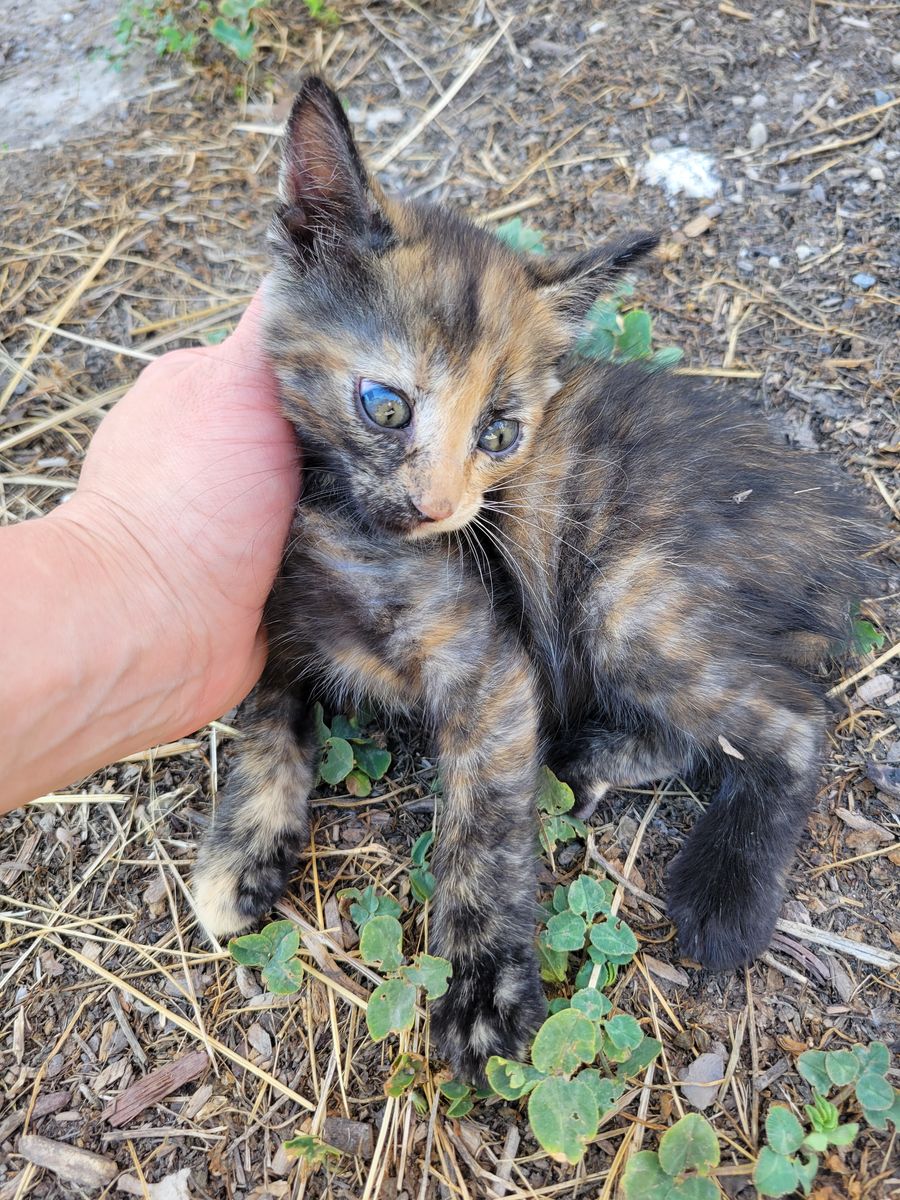 Kittens--mamas are great mousers