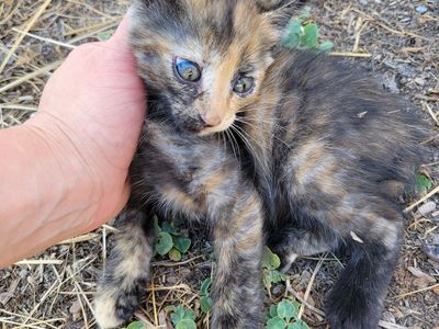 Kittens--mamas are great mousers