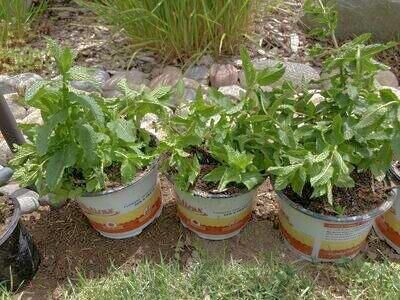 MINT $5 4x4 POTS