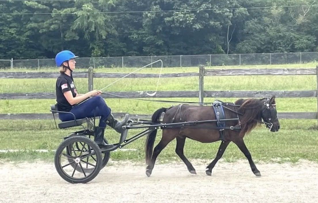 Mini Horse Driving Cart