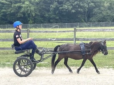 Mini Horse Driving Cart