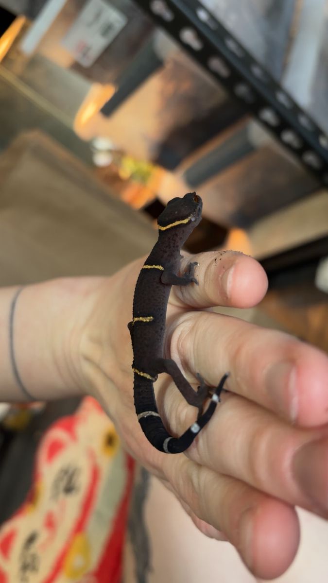 Young Male Chinese Cave Gecko