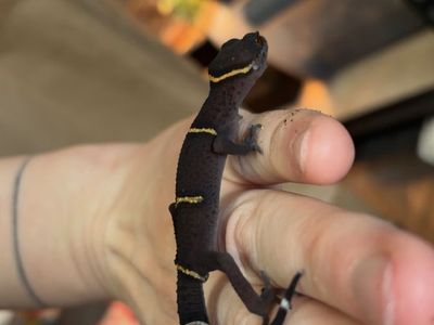 Young Male Chinese Cave Gecko