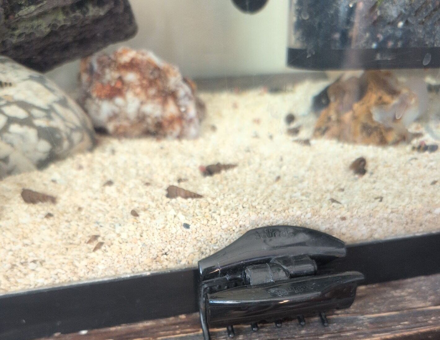 Malaysian Trumpet Snails