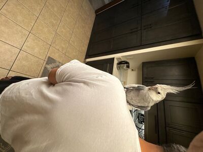 Cockatiel (SINGS/FRIENDLY/DANCES)