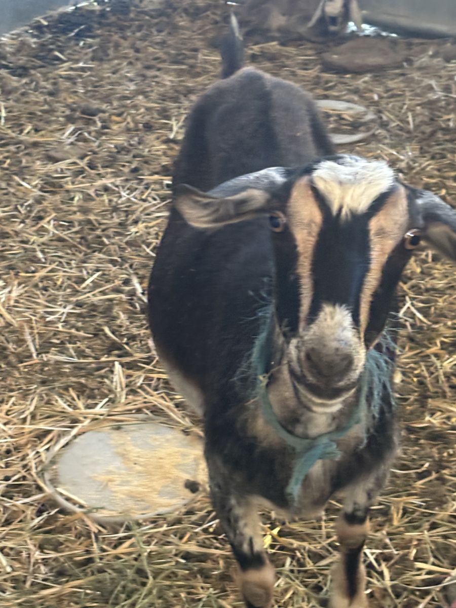 2 goats $300 mom and baby