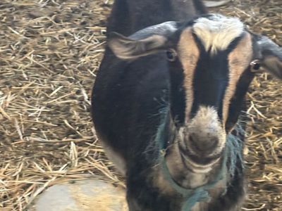 2 goats $300 mom and baby