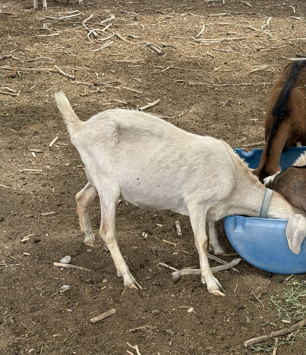 3 year old Nubian doe