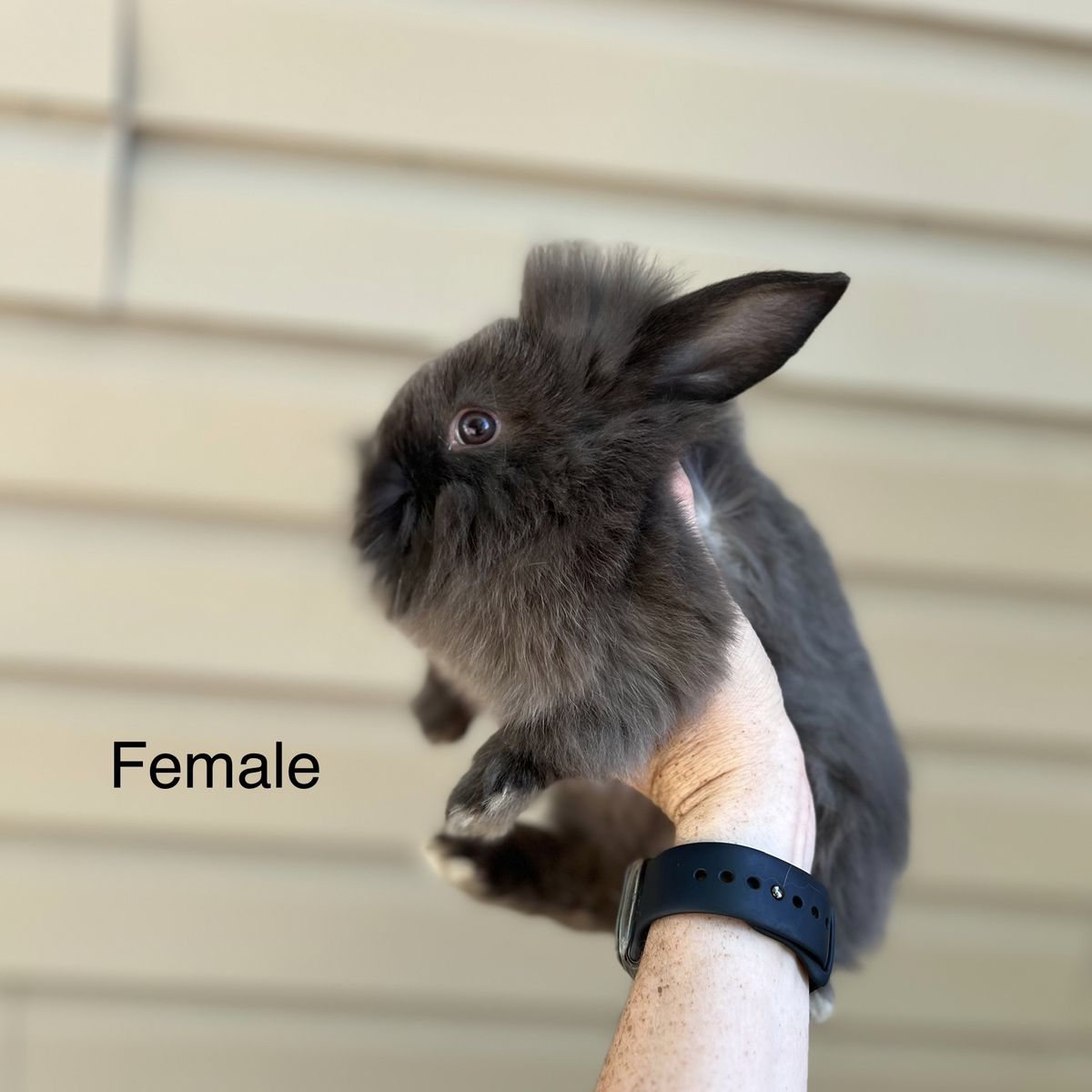 Lionhead Mix Bunnies